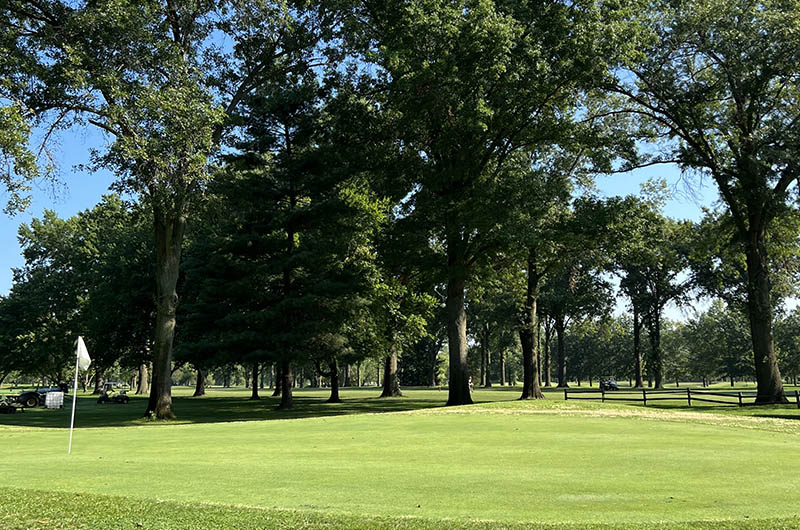 green with the tall trees in the background